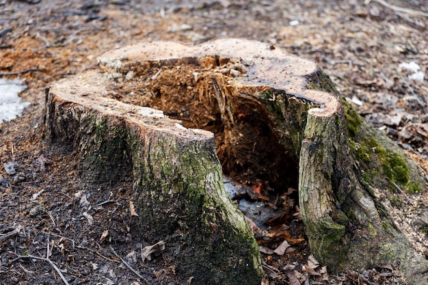 Tocón de árbol talado en primer plano del parque. Foto de alta calidad