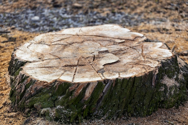 Tocón de árbol talado en primer plano del parque. Foto de alta calidad