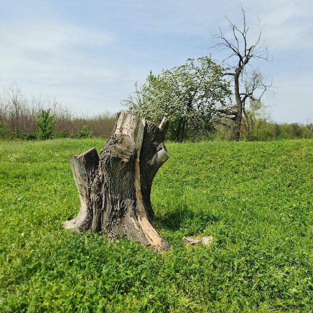 Un tocón de árbol con un tocón de árbol en el medio.