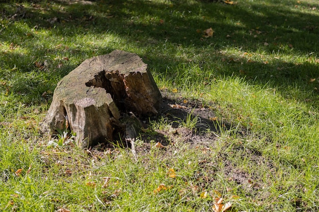 Tocón de árbol viejo en el primer plano del bosque Hay hierba verde alrededor del tocón