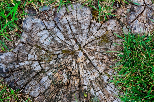 Tocón de árbol en la vista superior de hierba verde