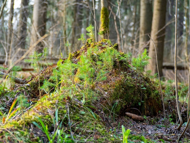 Un tocón en el bosque cubierto de musgo y crecimiento joven. Paisaje forestal. Día