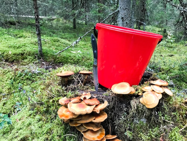 Tocón en el bosque con un montón de hermosos y sabrosos hongos comestibles con un cubo rojo