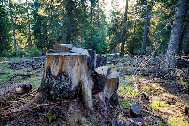 Un tocón cubierto de musgo se encuentra en un claro en un bosque de abetos