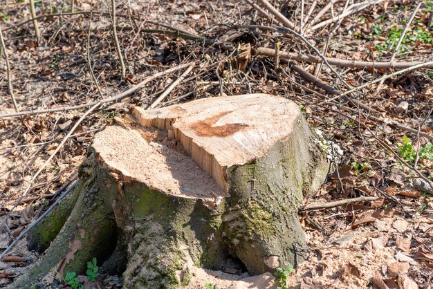 Tocón de gran árbol de remoción en la madera