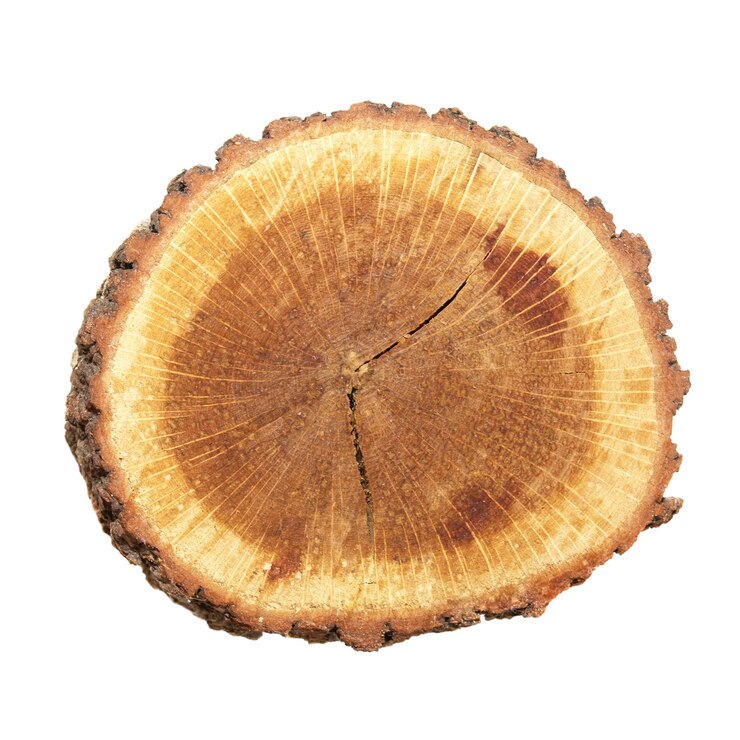 Tocón de madera aislado sobre fondo blanco.