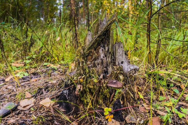 Tocón místico en el bosque