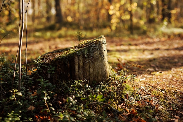 Tocón con musgo en el bosque de otoño, fondo de naturaleza.