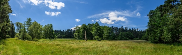 Foto tocón de panorama de árbol muerto en la pradera entre bosques, nubes blancas en el cielo azul