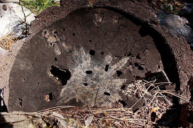 Tocón de pino aserrado en el bosque