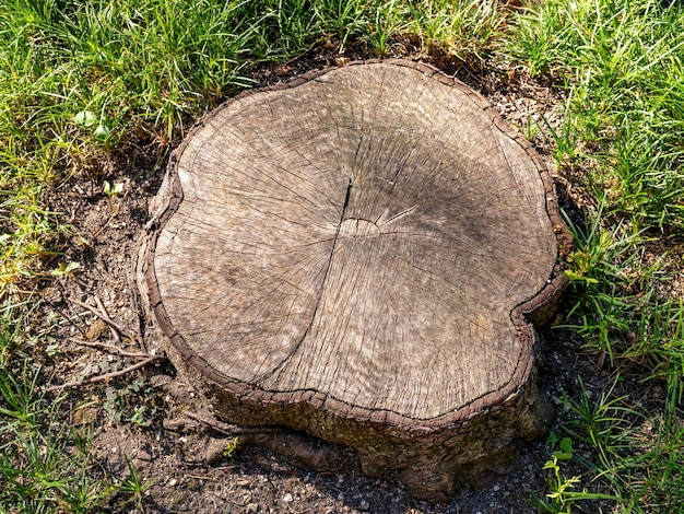 Tocón de planta de árbol en campo verde