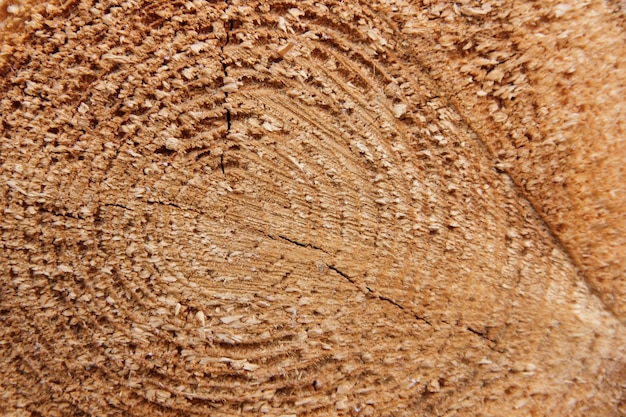 Tocón de roble talado sección del tronco con anillos anuales Patrón de madera Sección transversal de madera Textura de madera