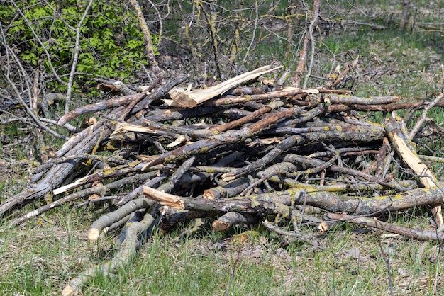 Tocones y ramas que quedan después de iniciar sesión en el bosque