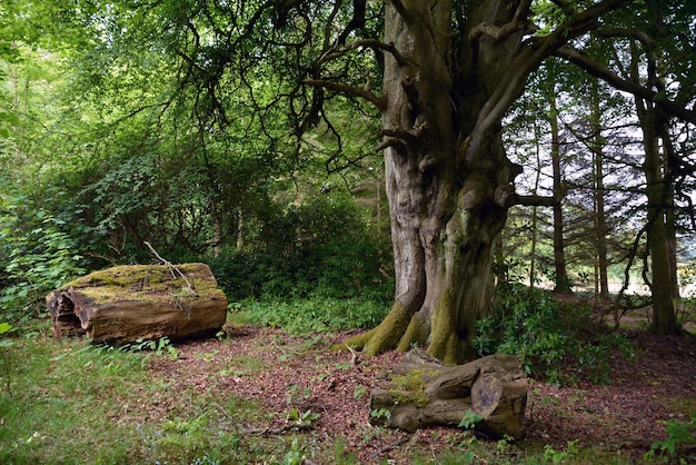 Tocones y troncos están dispersos bajo un gran árbol viejo en el bosque Un lugar para descansar y caminar