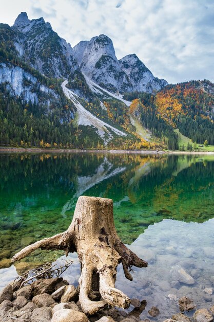 Tocos de árvores após o desmatamento perto de Gosauseen ou Vorderer Gosausee lago Alta Áustria Outono Alpes lago de montanha com água clara e transparente e reflexos Cimeira de Dachstein e geleira ao longe