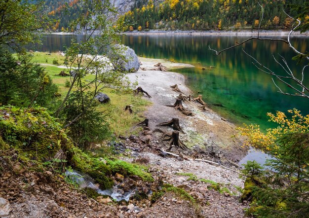 Tocos de árvores após o desmatamento perto de Gosauseen ou Vorderer Gosausee lago Alta Áustria Outono Alpes lago de montanha com água transparente clara e reflexões