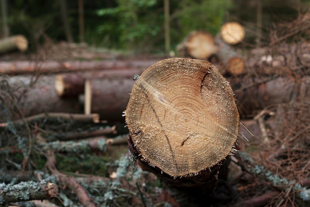 tocos de árvores cortadas na floresta