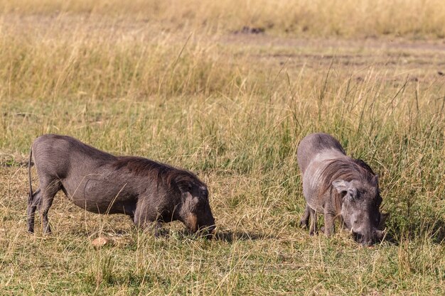 Toda a minha vida de joelhos Warthogs no Maasai Mara Kenya, África