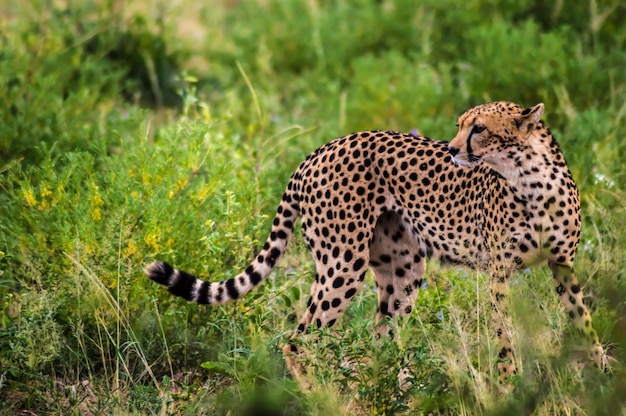 Toda la longitud de un gato