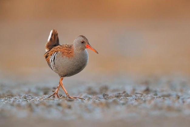 Toda la longitud del pájaro en tierra