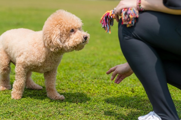 Foto toda la longitud del perro en el campo