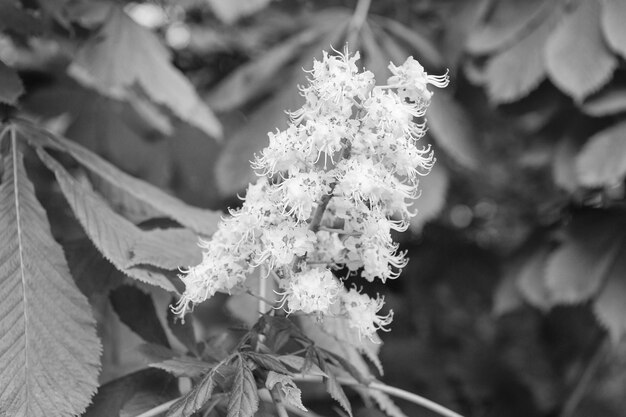 Todas as flores são bonitas à sua maneira Cacho com flores de castanheiro branco Flor de castanheiro com pequenas flores tenras e fundo de folhas verdes Flor de castanheiro Flor de castanheiro na primavera