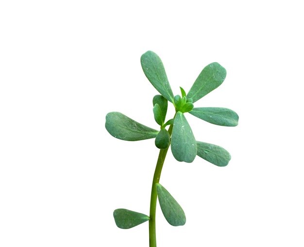 Todas las partes de Portulaca oleracea o purslane son comestibles crudas o cocidas y se utilizan en la medicina popular