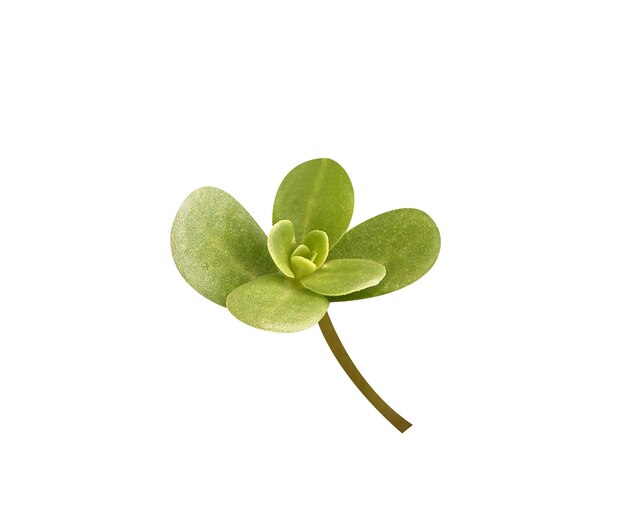 Todas las partes de Portulaca oleracea o purslane son comestibles crudas o cocidas y se utilizan en la medicina popular