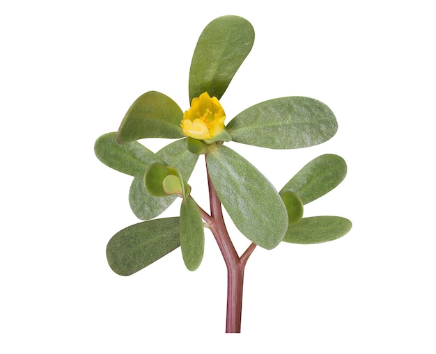 Todas las partes de Portulaca oleracea o purslane son comestibles crudas o cocidas y se utilizan en la medicina popular