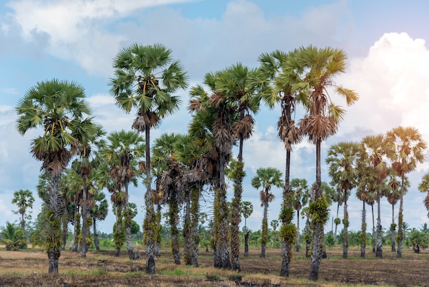 Toddy palm, vista del paisaje de la palmera de azúcar con cielo azul