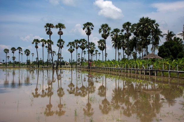 Toddy palmera o planta de palma de azúcar reflexión sobre el agua en el campo de arroz del parque jardín Pathumthani para los tailandeses y los viajeros extranjeros visitan Pathum Thani del centro de Tailandia