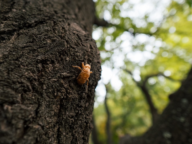 Todeszikade auf dem Baum im Park