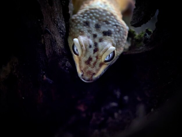 Foto todo acerca de exótico limón helada geco increíble serie de fotos de animales reptiles