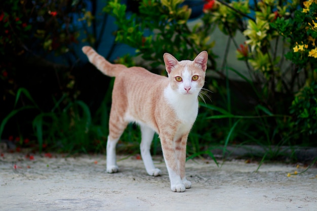 Todo el cuerpo de gato doméstico tailandés de pie al aire libre