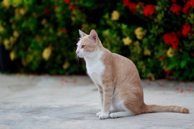 Todo el cuerpo de gato doméstico tailandés de pie al aire libre