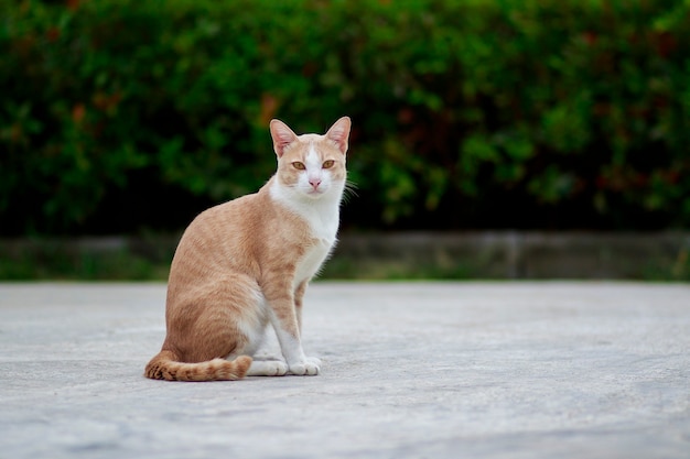 Todo el cuerpo de gato doméstico tailandés de pie al aire libre