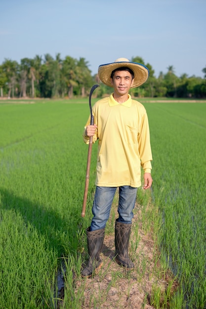 Todo el cuerpo del hombre agricultor asiático usa camisa amarilla de pie y sosteniendo la hoz en una granja de arroz verde