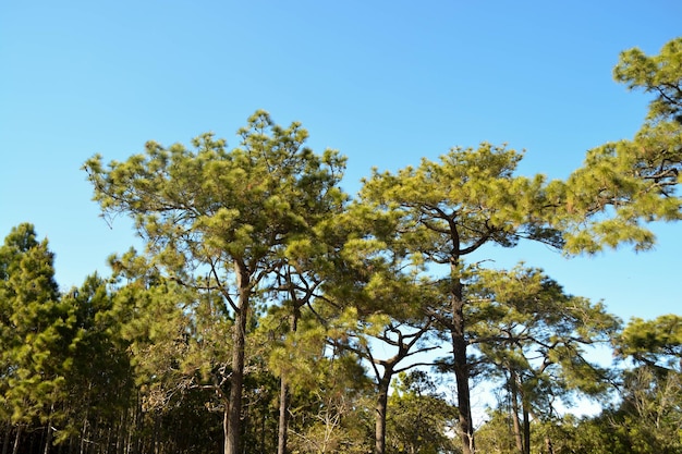 Todo pinheiro e céu azul na floresta