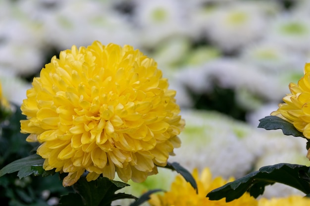 Todos os tipos de crisântemos amarelos estão em flor