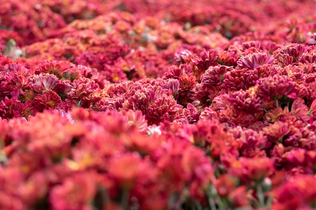 Todos os tipos de pequenos crisântemos formam uma parede de flores muito personalizada