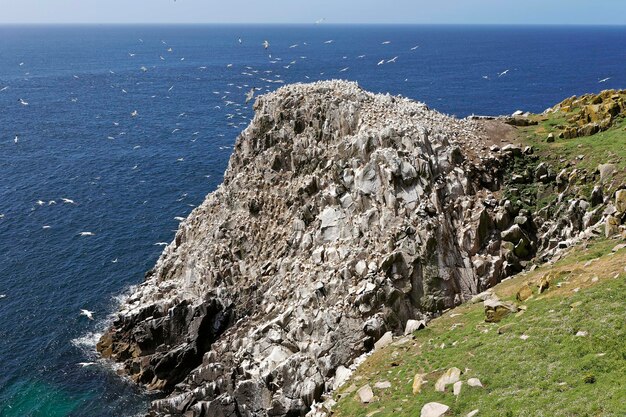 Tölpelkolonie Saltee Islands Wexford Reland