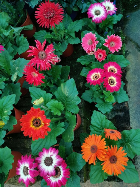 Töpfe mit farbigen, wunderschönen Gerbera-Blüten