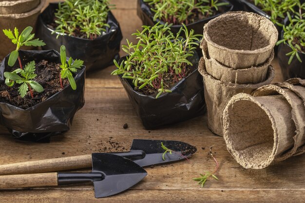 Tofny-Töpfe und Gartengeräte, die Blumensetzlinge aus Plastiktüten kopieren