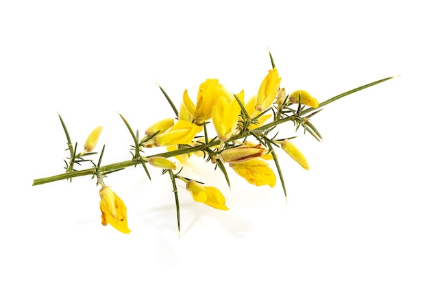 Tojo amarillo fresco en flor aislada sobre superficie blanca. Ulex europaeus