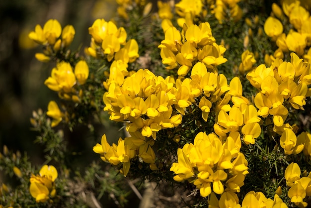 Tojo común (Ulex europaeus) floreciendo en primavera