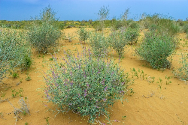 Foto tojo en el desierto de kyzylkum