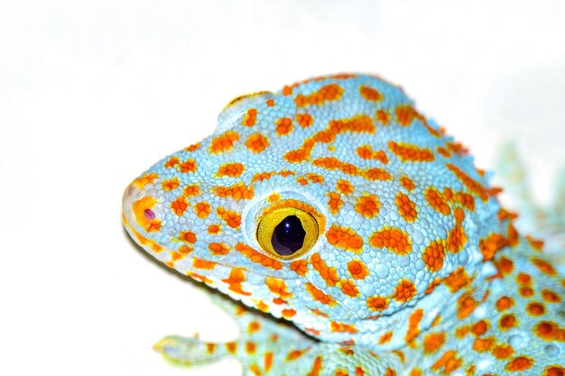 Tokay gecko se aferra a un árbol sobre fondo verde borroso