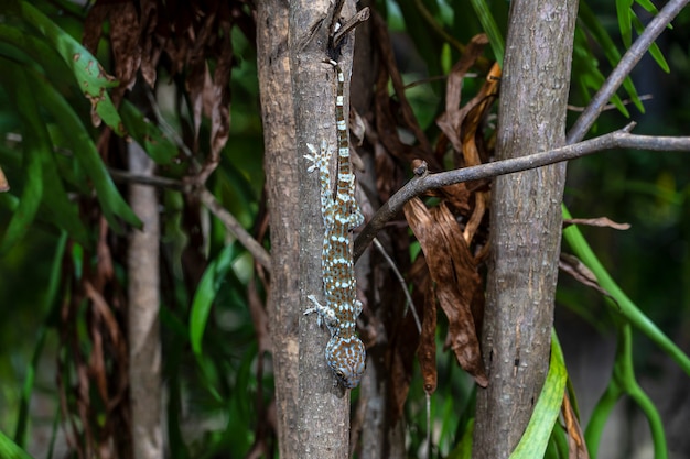 Tokay gecko en un árbol tropical en la noche