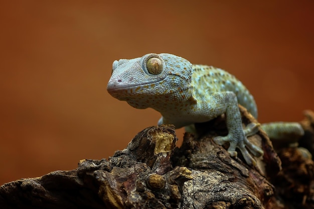 Foto tokay-gecko auf holz mit tiernahaufnahme des naturhintergrundes