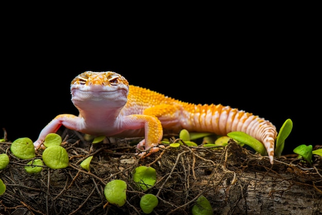 Tokay Gecko auf schwarzem Hintergrund